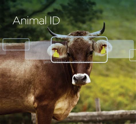 flag rfid tag|rfid tags for livestock.